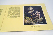 Load image into Gallery viewer, 039 New Zealand Birds and Flowers
